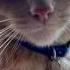 He S The True Giga Chad Gigachad Cat Viral