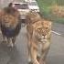 The Most Terrifying Lion Encounter Lion Wildlife Viralshorts Trendingshorts Shorts