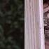 Peach Pit Sweet FA Official Video