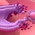 Menstrual Cycle Basics 3D Animation 1 2