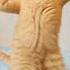 Kucing Dance Velocity Part 2 Gemoy Kucing Stecu Velocity