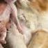 Adek Kucing Punya Dede Cat Kucinglucu Kitten Catlover