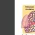 Cardiovascular System Overview