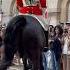 Guard Shouts To Get Back Behind The White Line For Their Safety Tourist Kingsguard London Horse