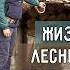 ОДНА НОЧЬ в ЗЕМЛЯНКЕ ЖИЗНЬ в ГАРМОНИИ С ПРИРОДОЙ