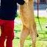 Song Music Punjabisong Bollywood Latestsong Tiger Love Savetheanimals Animallover