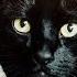 Ancient Egyptian Music 10 Hours Cat Music Stress Relief