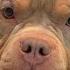 Funniest American Bully Videos Cutest Bullies Ever