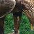 GOLDEN EAGLE THOSE TALONS O