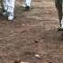 WHO Declares Ebola A Global Emergency