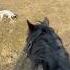 Pony Decides On A Ride Riding Companion Dog Shorts Horse