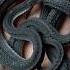 Dragon Snake Xenodermus Javanicus