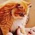 Chubby Cat Help A Cute Baby Ai Short Video Clip