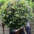 SMALL GARDEN Layering For Instant Impact TREES Sheet Mulching Fountain Maintenance Garden Queen