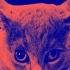 Cat Jams Intro