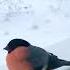Снегири негири еще прилетают снегирь снегиринигири Bird хорошаяптичка птичка питер негирь