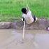 The Struggling River Crosser
