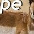 Saiga Antelope All About This Critically Endangered Antelope