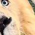 Super Funny Animal Moments Hilarious And CUTE Pet Videos
