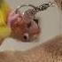 Why Parrots Chew Everything