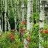 Берёза Музыка Сергея Чекалина Birch Music By Sergei Chekalin Russian Music