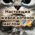 Художник Мария Мещерякова Котёнок живописьмаслом Art рисую