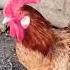 Best Rooster Crowing Sounds Birds Beyond World