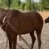 Best Horses Revolutionizing Young Foals 073 Shorts Short Youtubeshorts