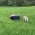 Fully Automatic Lawn Mowers That Liberate Yourself And Can You Do More Meaningful Things