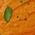 Saravana Bhavan Chutney Recipe Tomato Chutney Recipe Best Side Dish For Idli Dosa Chutney