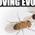 Fruit Flies Disprove Evolution Grady McMurtry Gets Everything Wrong Part 2 Of 4