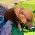Flashback To Polly Pocket S First Few Days Home Animalshorts Babyanimals Rescueanimals