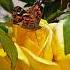 Flowers Beautiful Oldies Singer Song Vintage