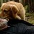 This Dog Risked Everything To Save A Man Hiding In The Forest