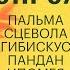 Пять первопроходцев пальма сцевола гибискус пандан ипомея Обыкновенные Мальдивы 1