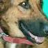 Song Pets Shorts Ytshorts Dog Germanshepherd