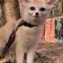 Fennec Fox The Prince Of A Desert