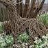 Snowdrops And March Hare Garden Gardening Creativewithnature Spring Nature Yorkshire Willow