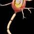 Neuron Nerve Cell Animation KVS PGT BIOLOGY