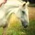 God S Wing Ed Horse Buddy Miller Julie Miller
