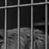 Charlie Chaplin The Lion Cage Full Scene Charlie Chaplin Charlie Chaplin Comedy Funny Of Charlie