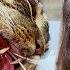 Chubbs The Cat Needs Surgery To Fix A Nasty Broken Jaw Dr Jeff Rocky Mountain Vet