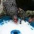 Great Recipes To Help Chickens Lay More Eggs Successful Chicken Breeding Methods