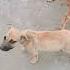 Tendencias Ahora Perros Miradacanina Callejero Mascotas Cachorrosdivertidos Perro Perritos