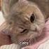 Why Cats Rub Against You CatFacts CatBehavior