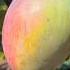 Beats Slowedandreverb Food Foodlover Fruit Fruitcutting Fruits Mango Remix Trending