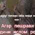 МАВЛАВИ АХМАД ФИРУЗ