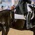 Meet The Friesian Horse The Horse That Looks Like A Dream