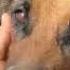 Rescuing A German Shepherd And Her Puppies Takis Shelter