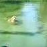Tu Hoga Jangal Karaja Hai Pani Ka Raja Mai Hu
